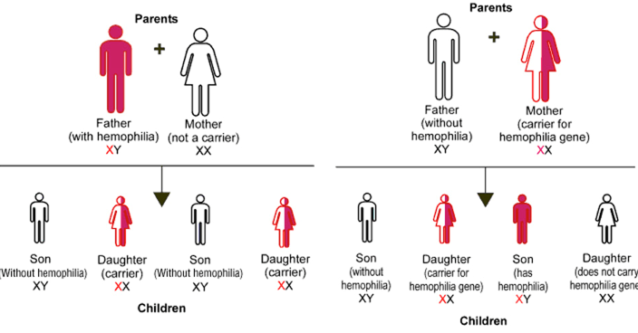 Chart of Hemophilia genes
